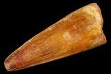 Cretaceous Fossil Crocodile Tooth - Morocco #154946-1